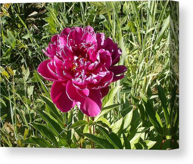 Peony Canvas Print featuring the photograph The Lonely Flower by Sherry Bunker