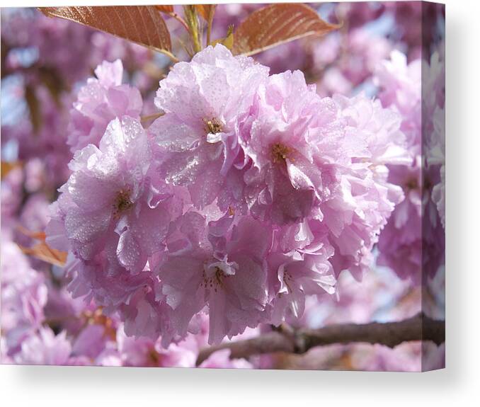 Cherry Canvas Print featuring the photograph The Loveliest of Trees the Cherry Now by Brenda Kean