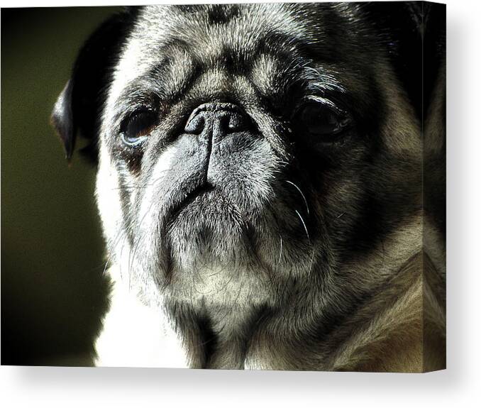 Dog Canvas Print featuring the photograph The Matriarch by Michael Eingle