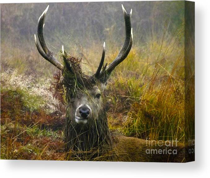 Deer Canvas Print featuring the photograph Stag Party The Series The Morning After by Linsey Williams