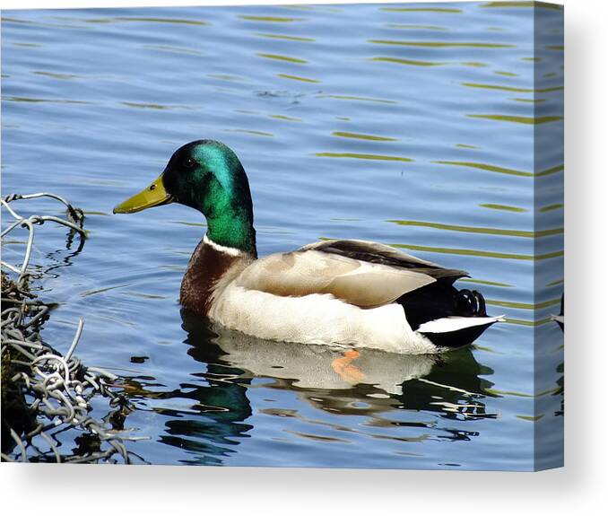 Nature Canvas Print featuring the photograph The Other Half by Peggy King