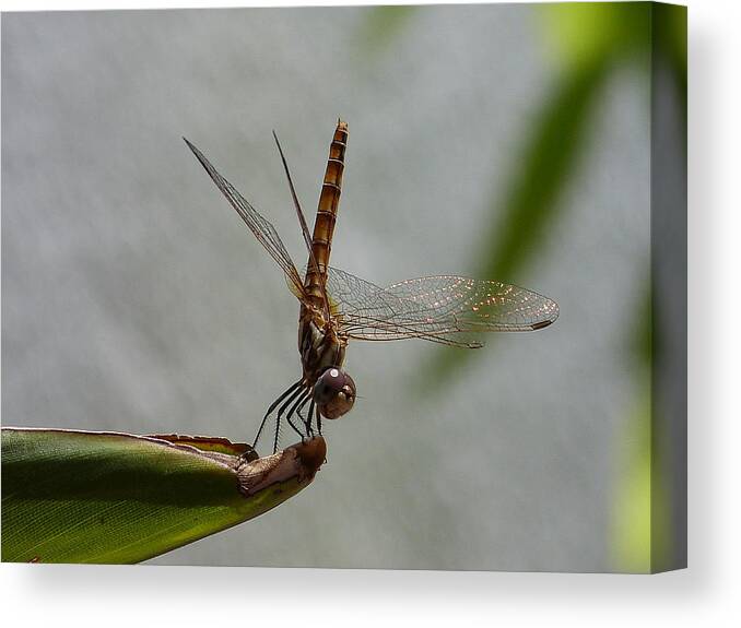 Dragonfly Canvas Print featuring the photograph The perfect balance by Janina Suuronen