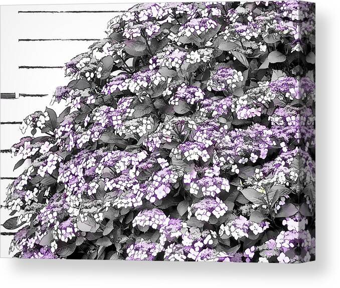 Pink Canvas Print featuring the photograph The Pink Hydrangea by Steve Taylor