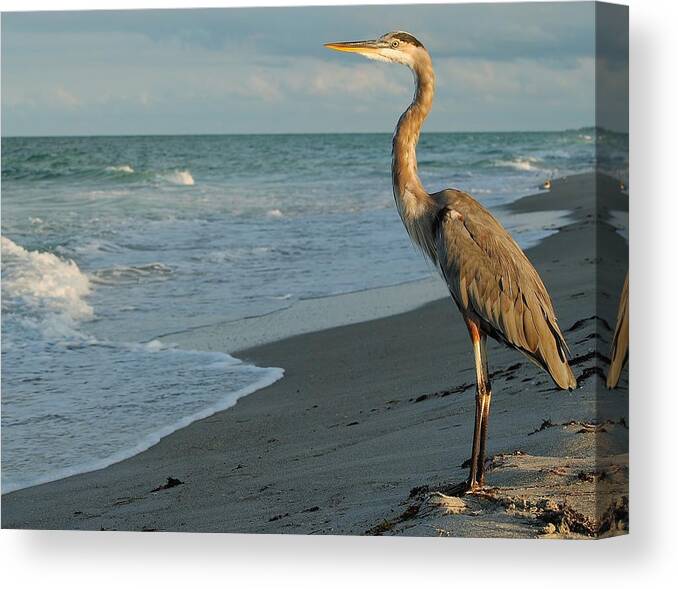 Great Blue Heron Canvas Print featuring the photograph The Poser by Paul Noble