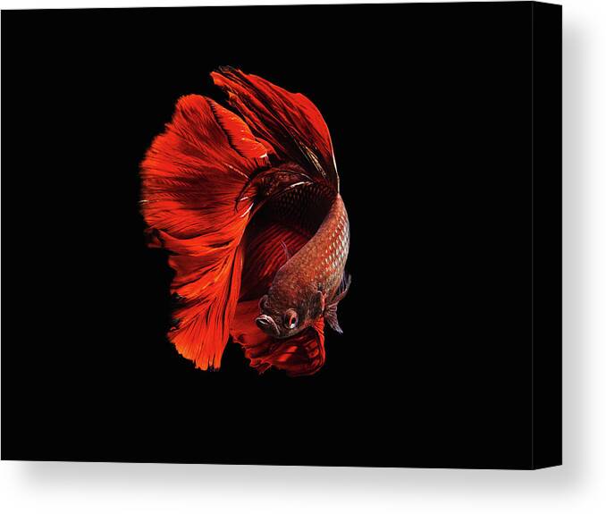 Animal Canvas Print featuring the photograph The Red by Andi Halil