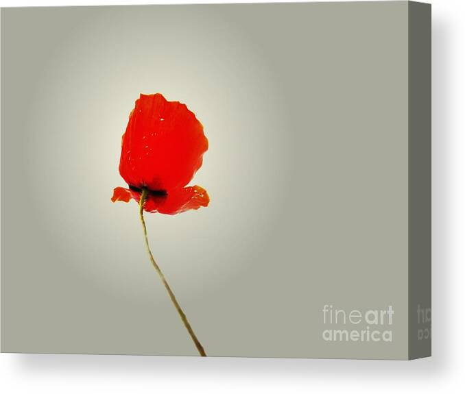 Poppy Canvas Print featuring the photograph The Simple Poppy by Clare Bevan