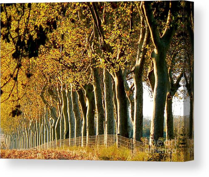 Fall Canvas Print featuring the photograph The Sisters by France Art