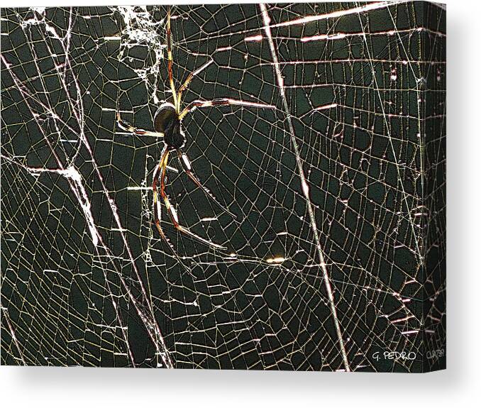 Banana Canvas Print featuring the photograph the Spider's Web by George Pedro