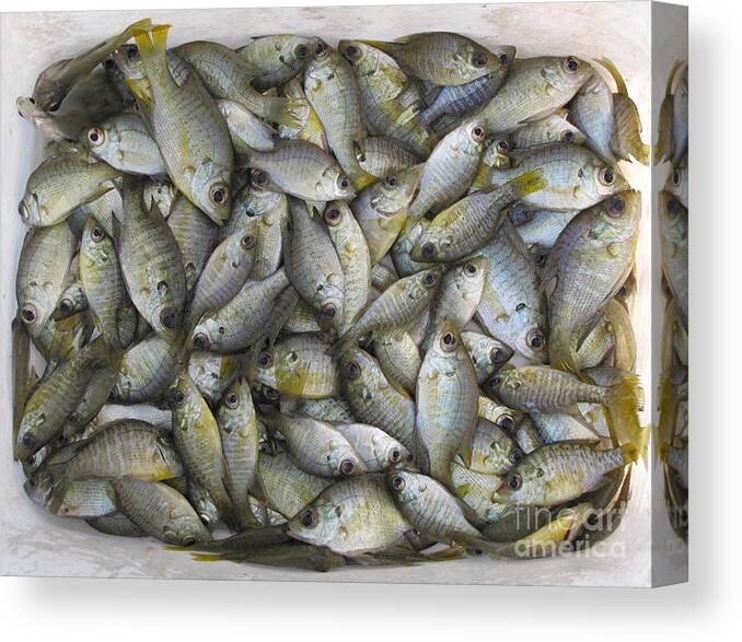 Fish Canvas Print featuring the photograph The Stock by Barry Bohn