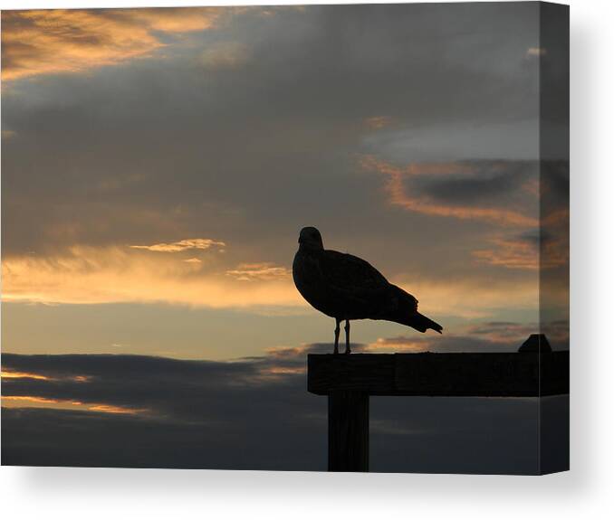 Sunset Canvas Print featuring the photograph The Sunset Perch by Jean Goodwin Brooks