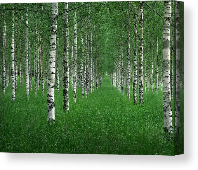 Birch Canvas Print featuring the photograph The Tunnel by Christian Lindsten