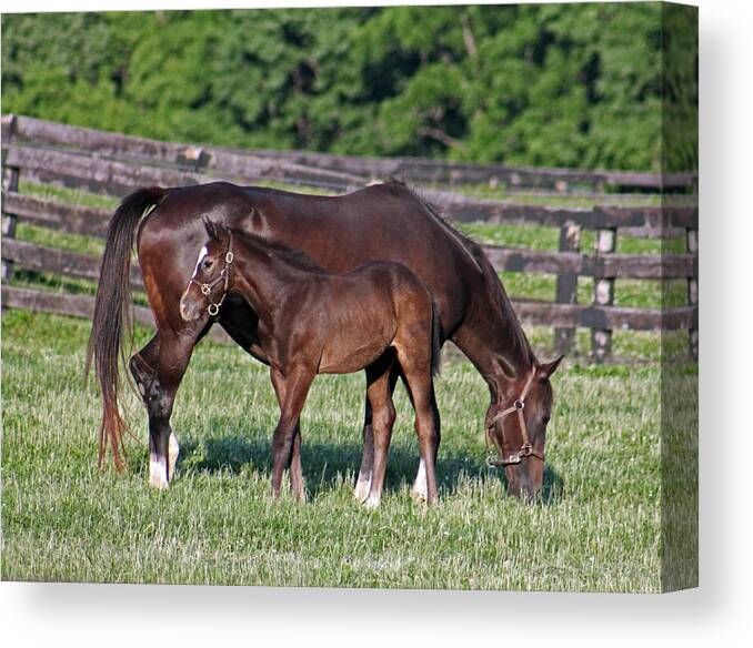 Horse Canvas Print featuring the photograph The union of one by Lily K