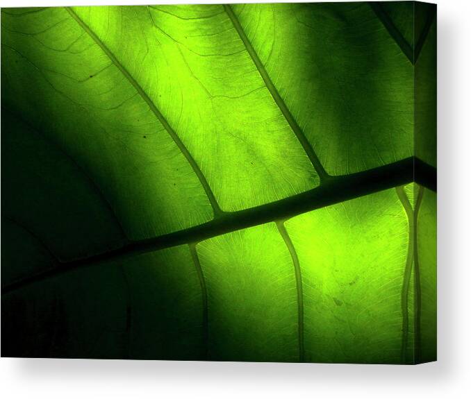 Kyoto Prefecture Canvas Print featuring the photograph The Vein Of The Leaf Of A Tropical by Photographer, Loves Art, Lives In Kyoto