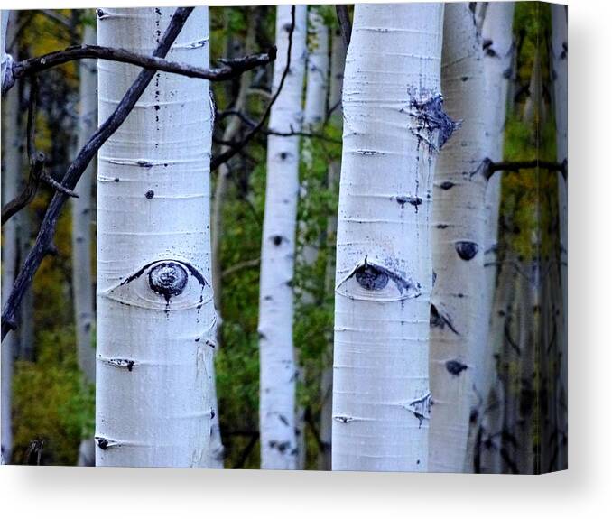 Aspens Canvas Print featuring the photograph The Watcher by Lanita Williams