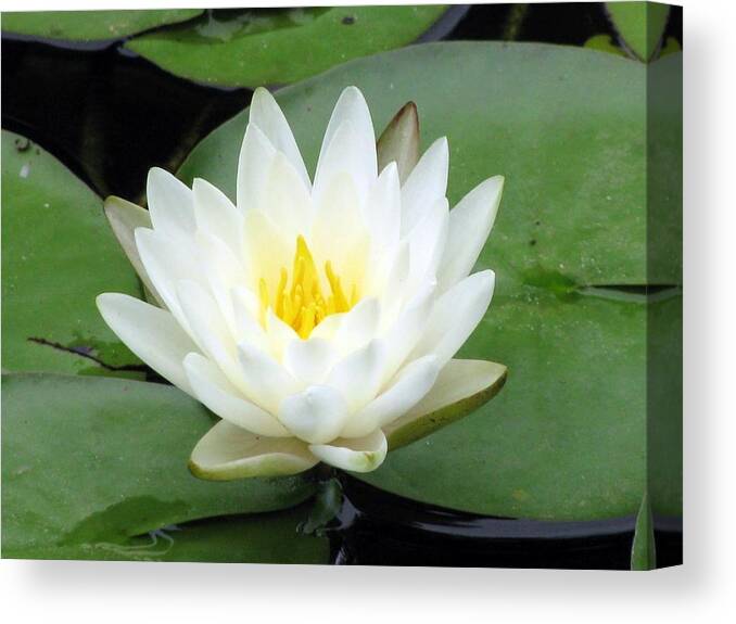 Water Lilies Canvas Print featuring the photograph The Water Lilies Collection - 04 by Pamela Critchlow