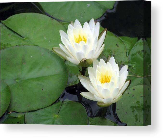 Water Lilies Canvas Print featuring the photograph The Water Lilies Collection - 06 by Pamela Critchlow