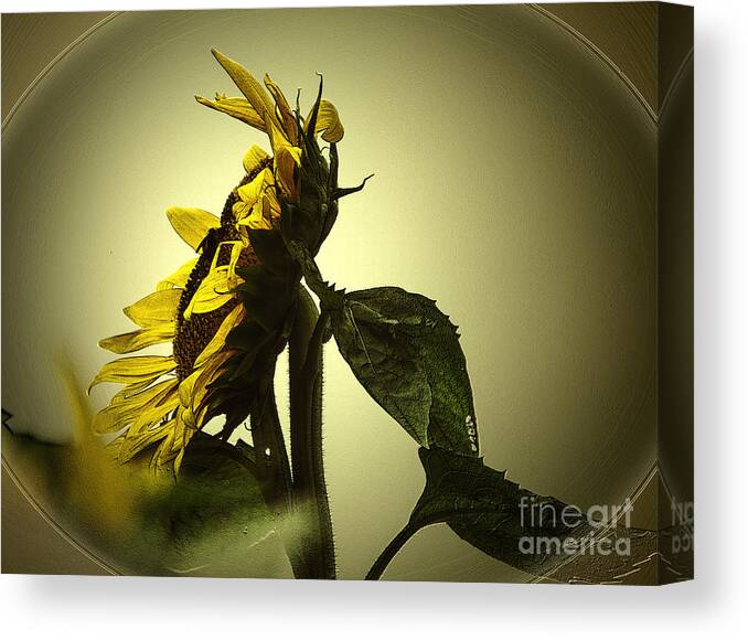 Flower Canvas Print featuring the photograph The Yellow Glow by Donna Brown