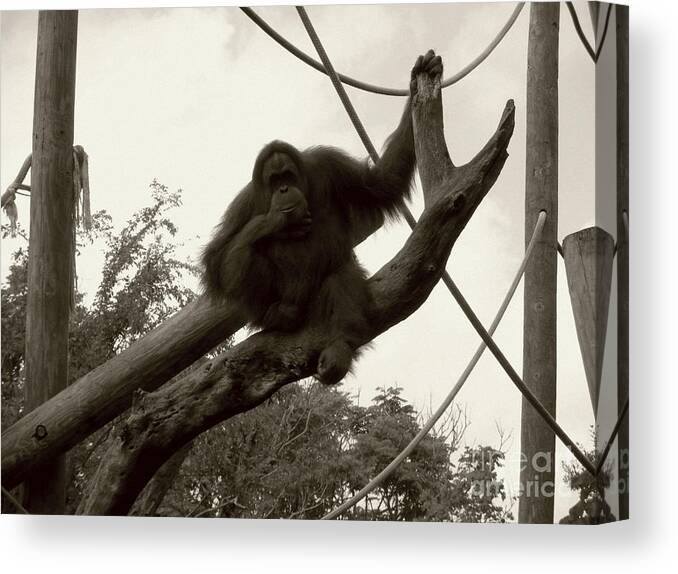 Orangutang Canvas Print featuring the photograph Thinking of you Sepia by Joseph Baril