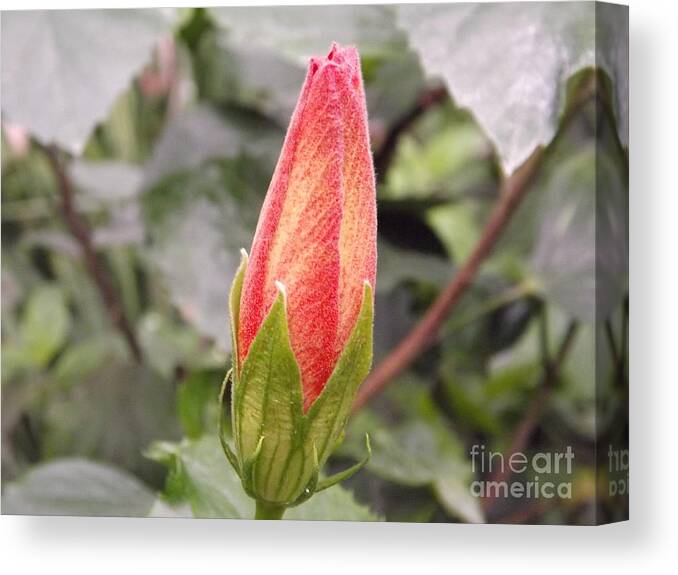 Garden Canvas Print featuring the photograph This Bud For You by Lingfai Leung
