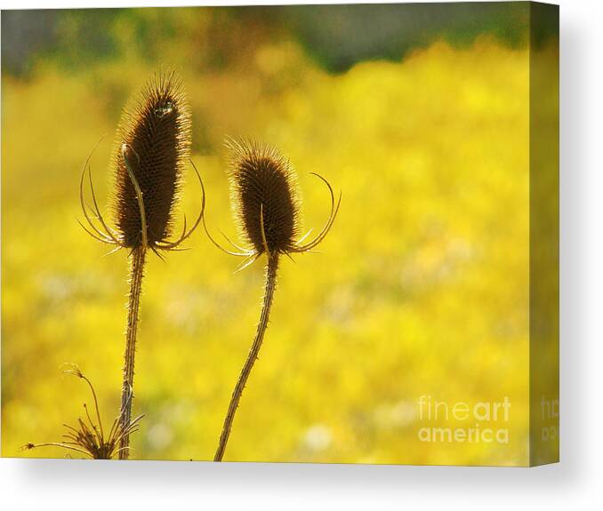 Nature Canvas Print featuring the photograph Thistles by Eva Kato