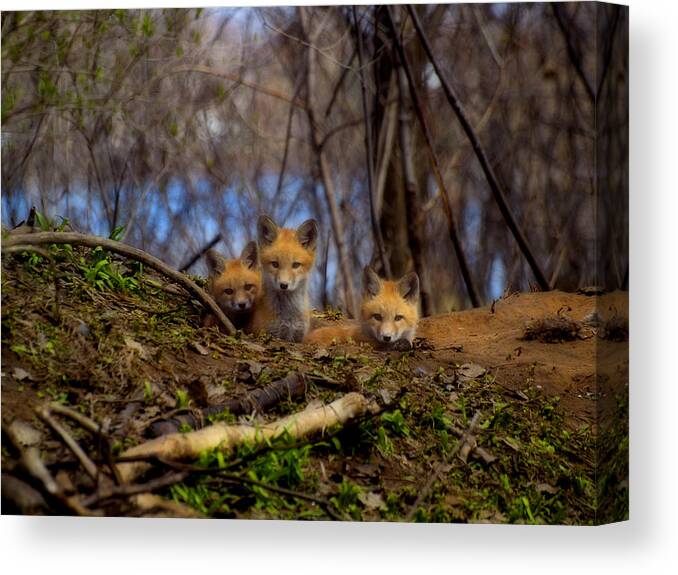 Red Foxes Canvas Print featuring the photograph Three Cute Kit Foxes At Attention by Thomas Young