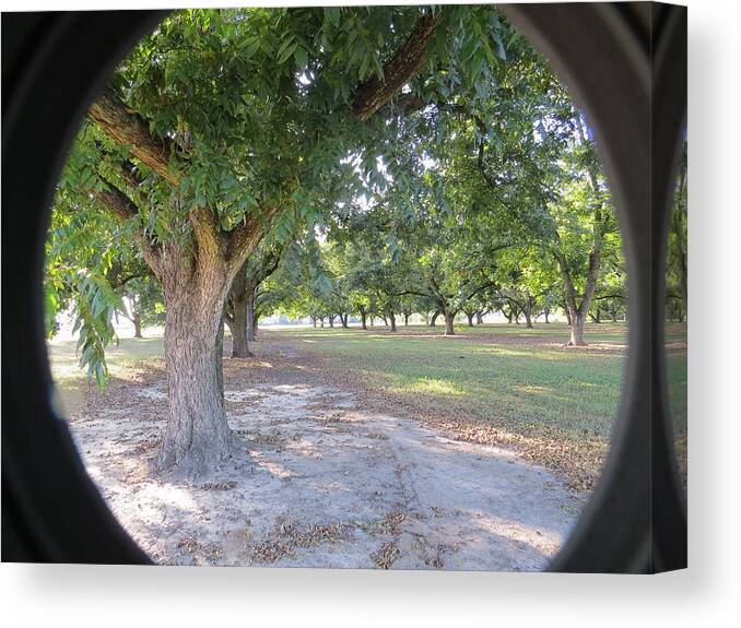 Pecan Canvas Print featuring the photograph Through The Orchard by Aaron Martens