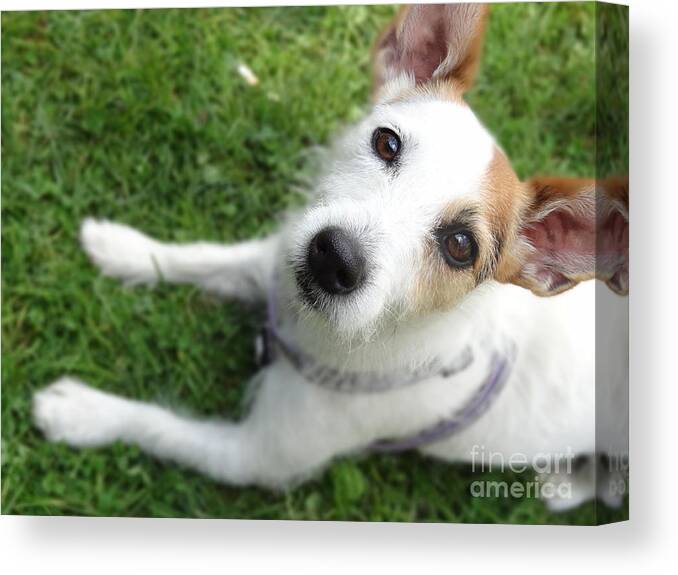 Jack Russell Canvas Print featuring the photograph Throw it again by Laurel Best