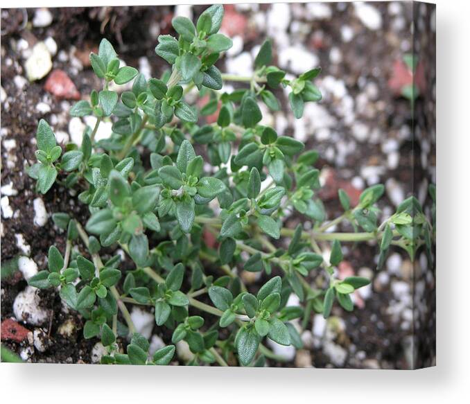 Rebecca Dru Photography Canvas Print featuring the photograph Thyme by Rebecca Dru