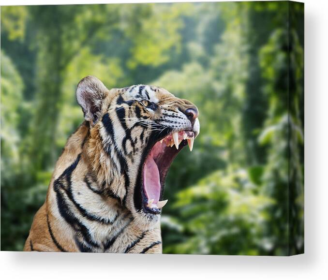 Snarling Canvas Print featuring the photograph Tiger roaring in forest by John M Lund Photography Inc