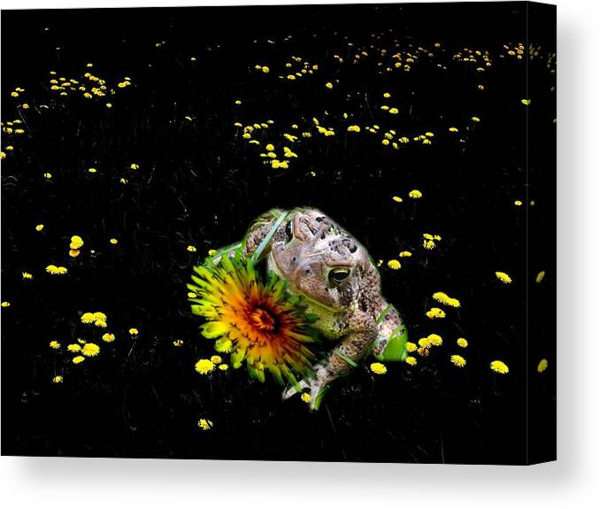Toad In A Lions Den Canvas Print featuring the photograph Toad in A Lions Den by Mike Breau