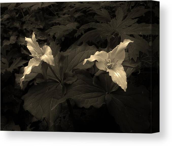 Flowers Canvas Print featuring the photograph Tranquility of the Trillium by Charles Lucas