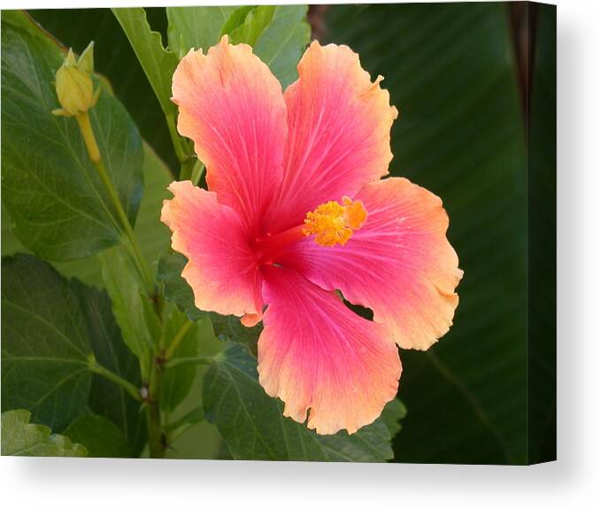 Hibiscus Canvas Print featuring the photograph Tropical Hibiscus by Shane Bechler