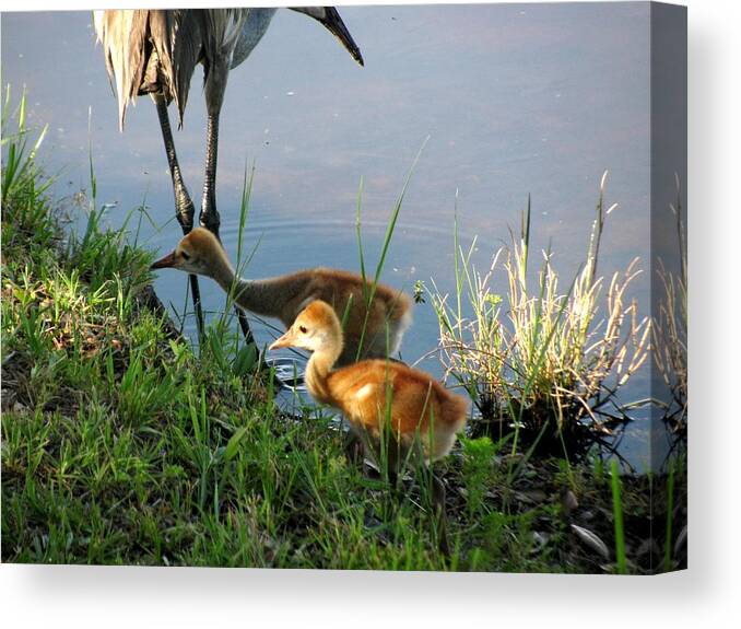 Sandhill Cranes Chicks Canvas Print featuring the photograph Trying To Catch... by Zina Stromberg