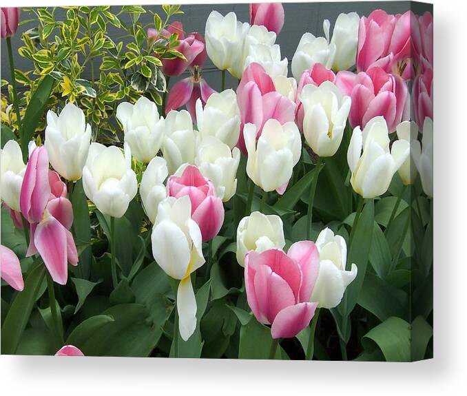 Tulips Canvas Print featuring the photograph Purple and White Tulips by Catherine Gagne