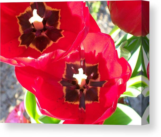 Beautiful Red Tulips From The Spring. Canvas Print featuring the photograph Tulip Harmony by Belinda Lee