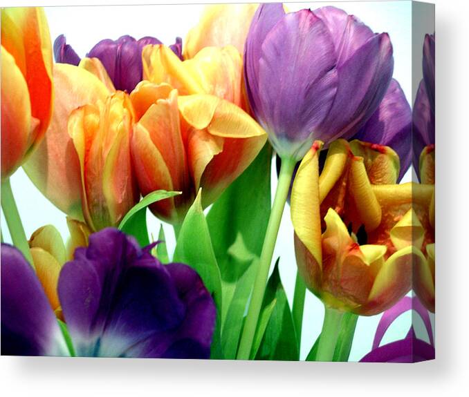 Tulips Canvas Print featuring the photograph Tulips Bouquet by Karen Nicholson