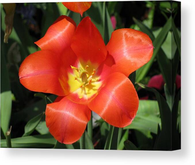 Tulip Canvas Print featuring the photograph Tulips - Desire 04 by Pamela Critchlow