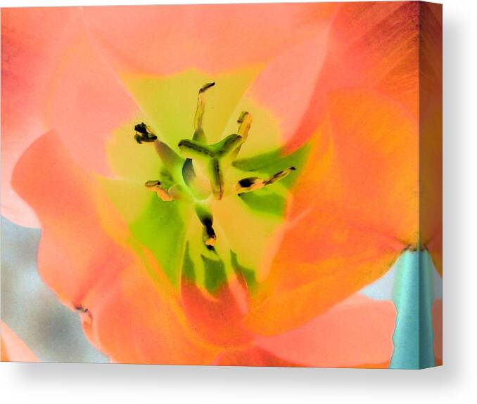 Tulip Canvas Print featuring the photograph Tulips - Perfect Love - PhotoPower 2052 by Pamela Critchlow