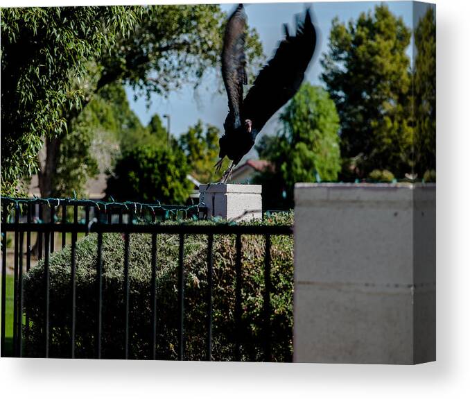 Vulture Canvas Print featuring the photograph Turkey Vulture 5 by Steve Knievel