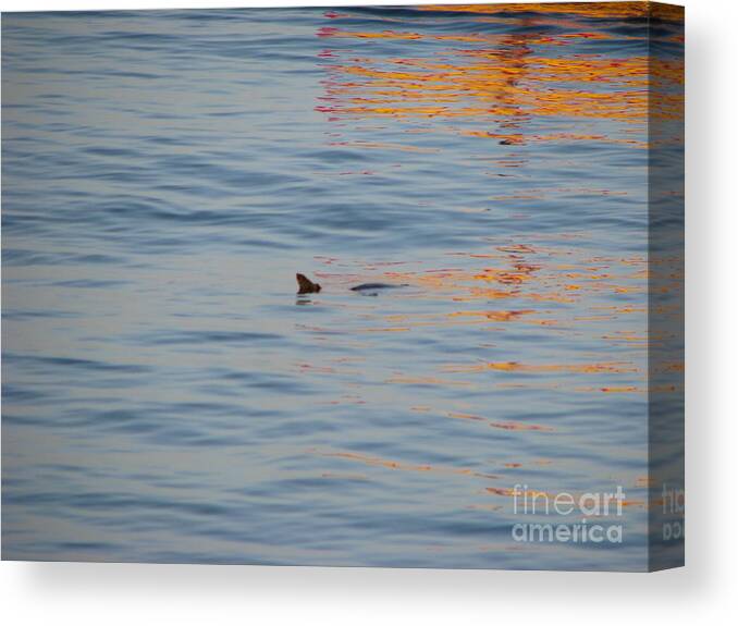 Maui Canvas Print featuring the photograph Turtle by Michael Krek