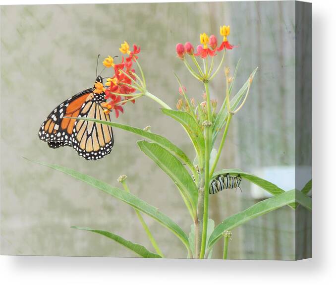 Monarch Butterfly Canvas Print featuring the photograph Two Generations by Jayne Wilson