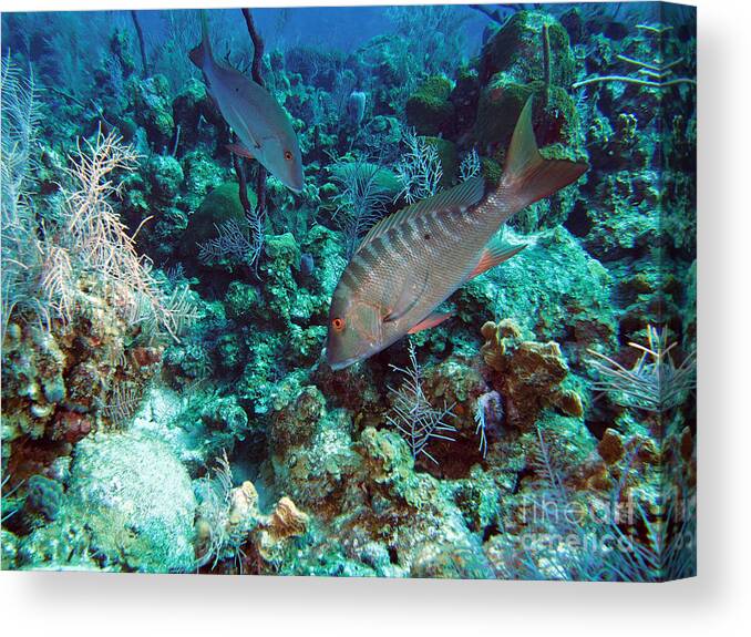 Mutton Snapper Canvas Print featuring the photograph Two Muttons by Carey Chen