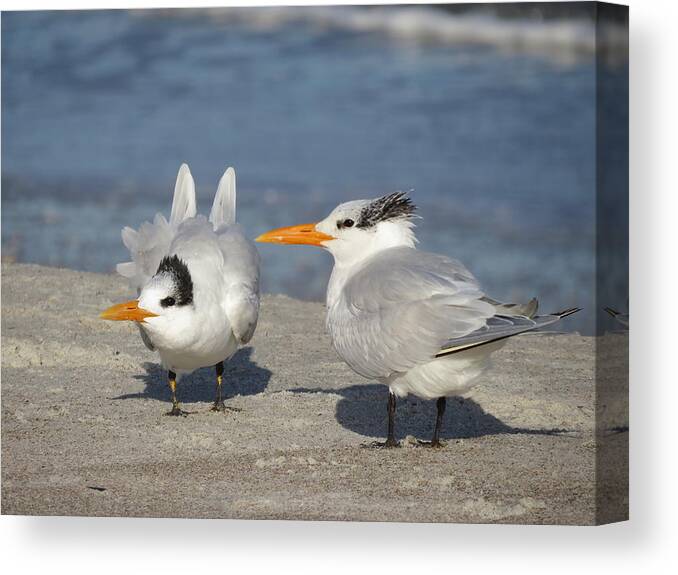 Birds. Birds Of Florida Canvas Print featuring the photograph Two Terns Watching by Ellen Meakin