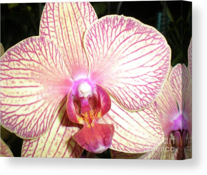 Orchid Canvas Print featuring the photograph Upclose by Nona Kumah