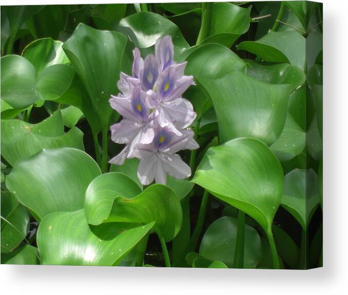 Floral Canvas Print featuring the photograph Variations of Violet by John Wilson