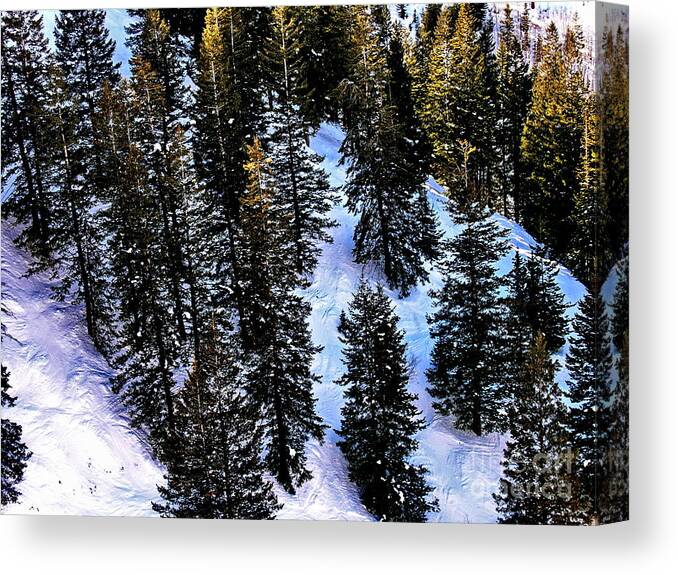 High Places Canvas Print featuring the photograph View of Evergreens at Beaver Creek Colorado by Jacqueline M Lewis