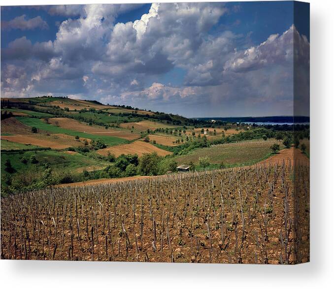 Vineyard In Serbia Canvas Print featuring the photograph Vineyard in Frushka Gora. Serbia by Juan Carlos Ferro Duque