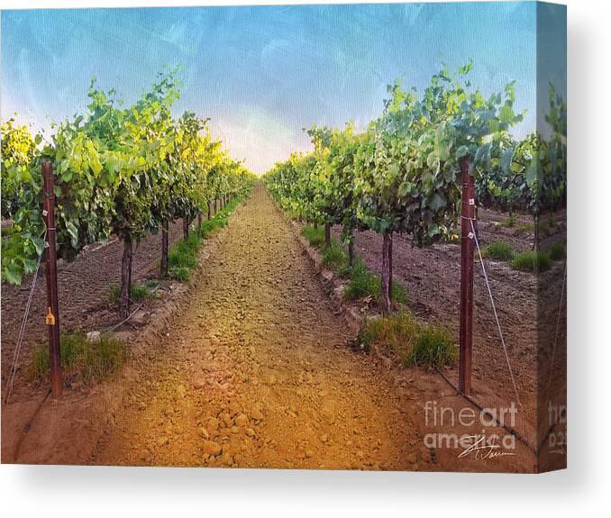 Vineyard Canvas Print featuring the photograph Vineyard Road by Shari Warren