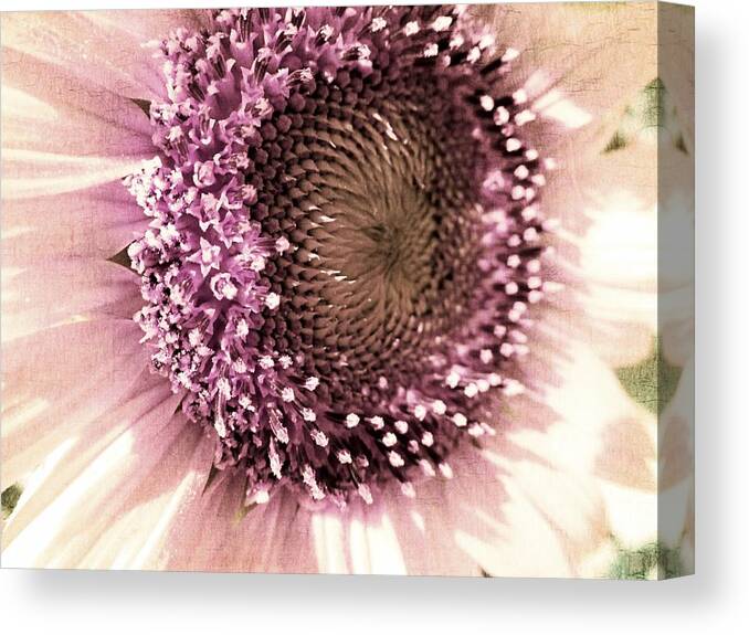 Sunflower Canvas Print featuring the photograph Vintage Sunflower by Marianna Mills