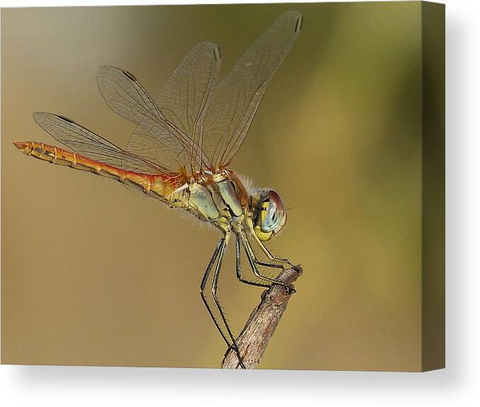 Insects Canvas Print featuring the photograph Waiting by Janina Suuronen